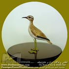 دودوک